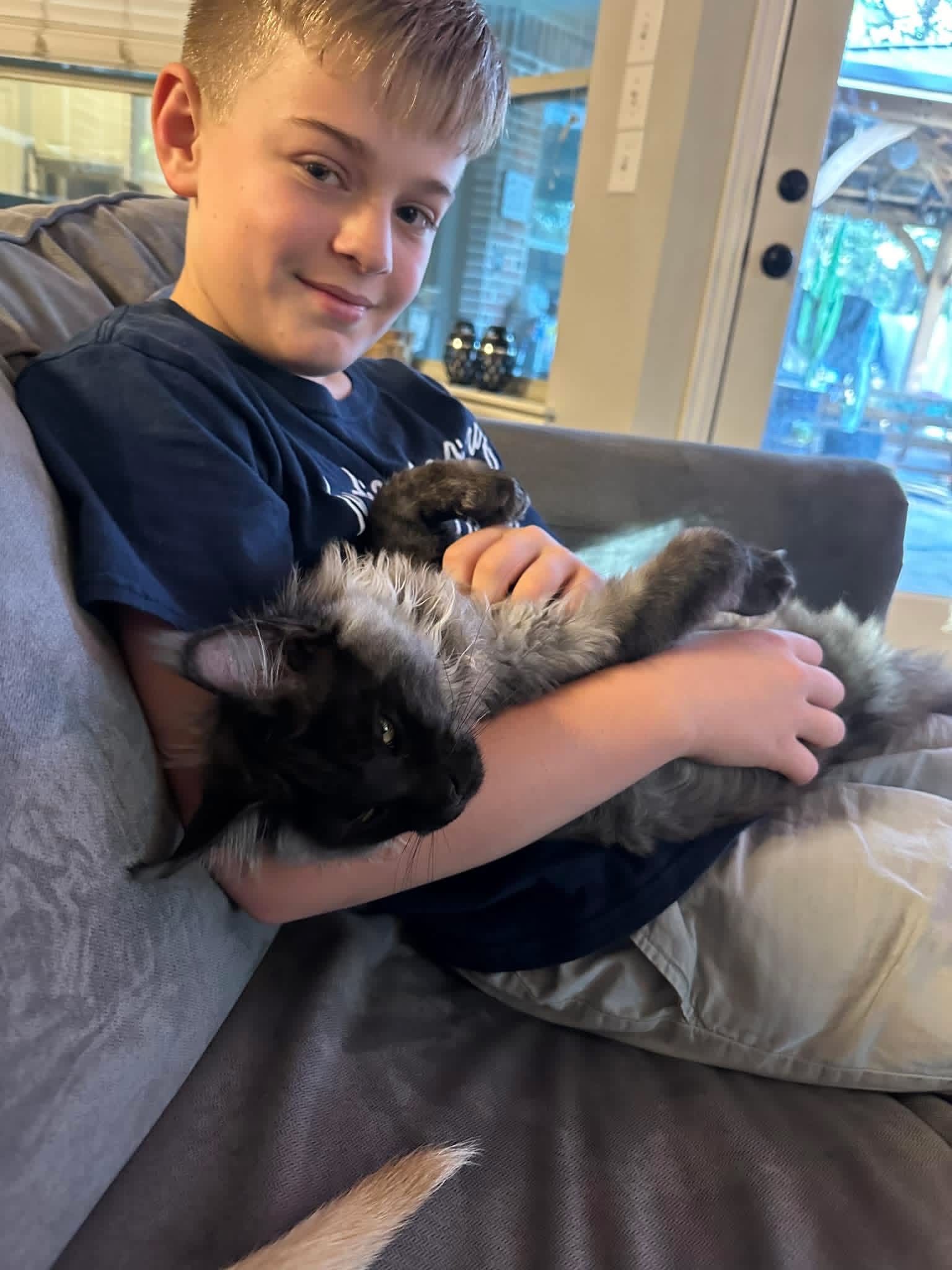 A young JazzyMajestical family member with their Maine Coon
