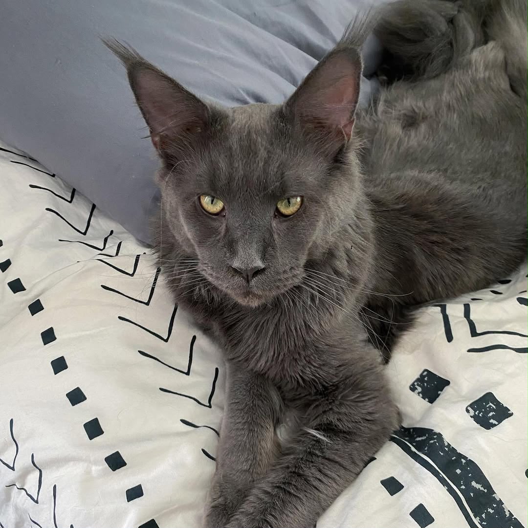 Doc, solid blue Maine Coon king with expressive eyes