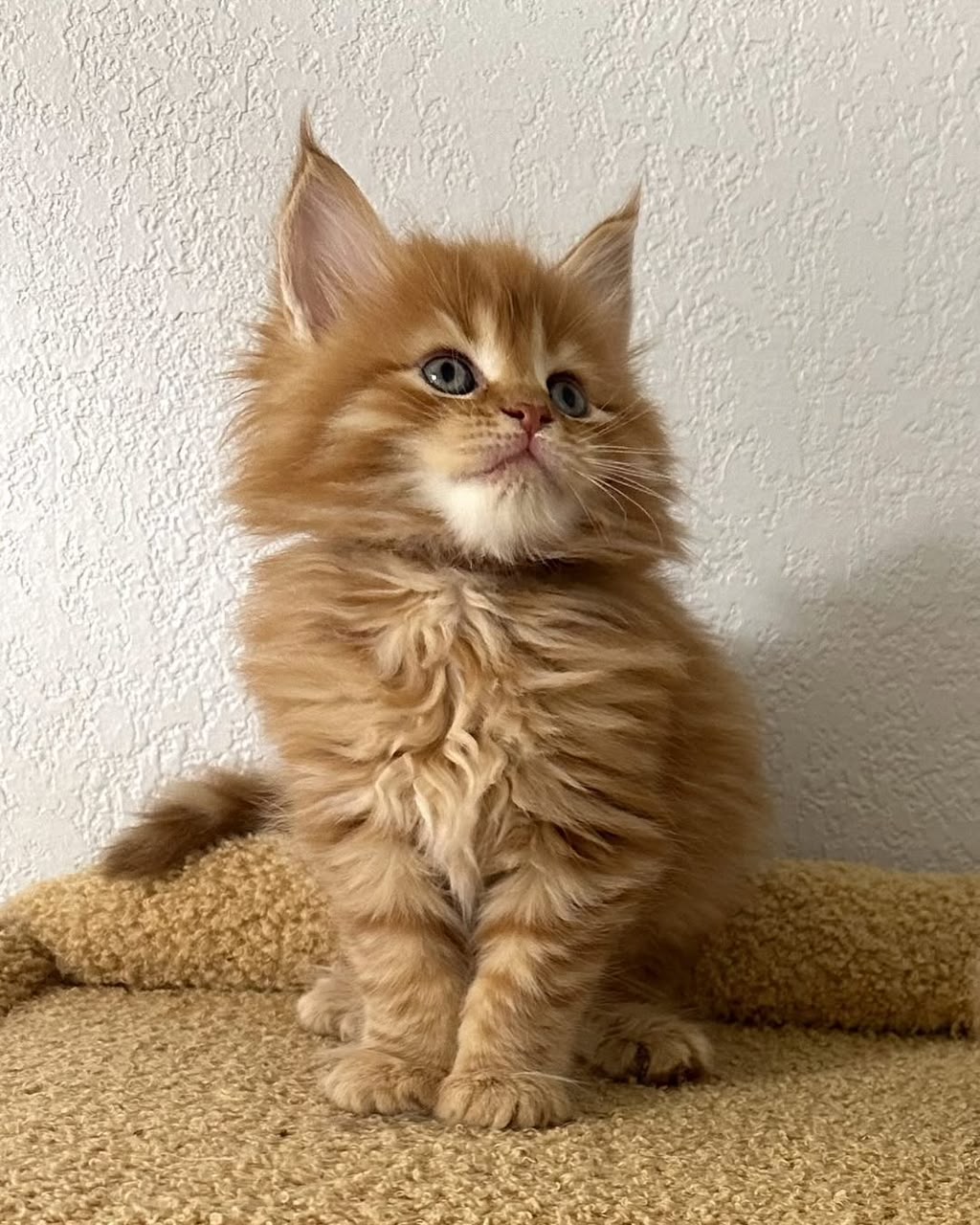 Blaze, red classic tabby Maine Coon kitten