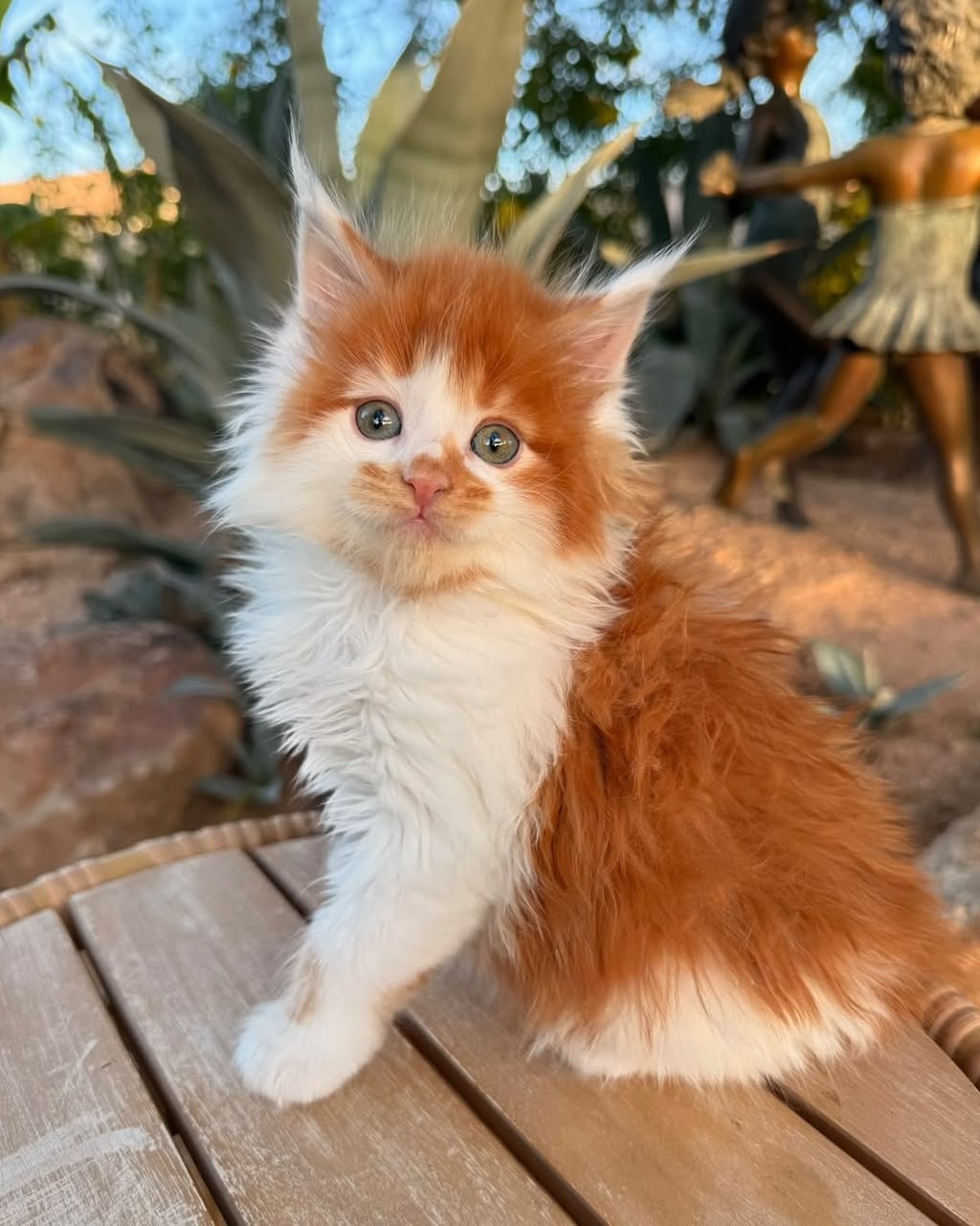 Red and white Maine Coon kitten sitting in the sun