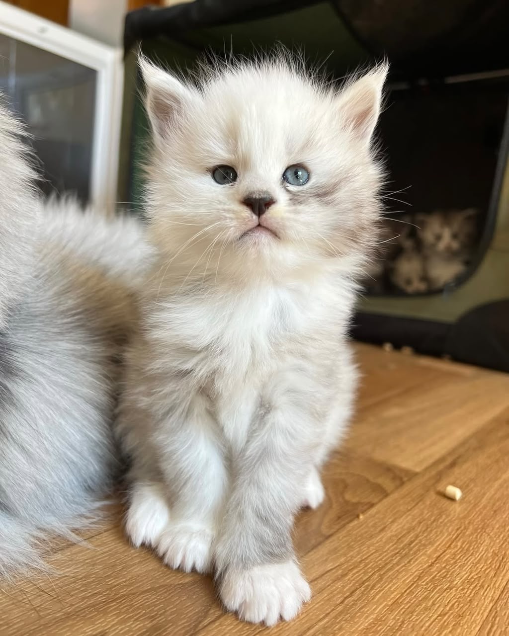 Fluffy silver Maine Coon kitten with bright blue eyes