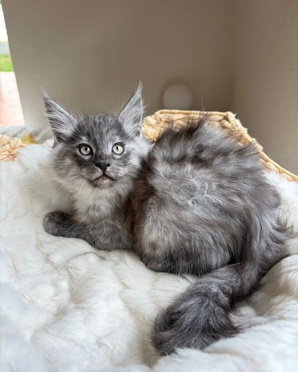 Storm, blue smoke tabby Maine Coon kitten with green eyes