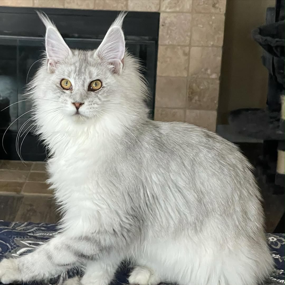 Jasmine, silver shaded Maine Coon queen with golden eyes