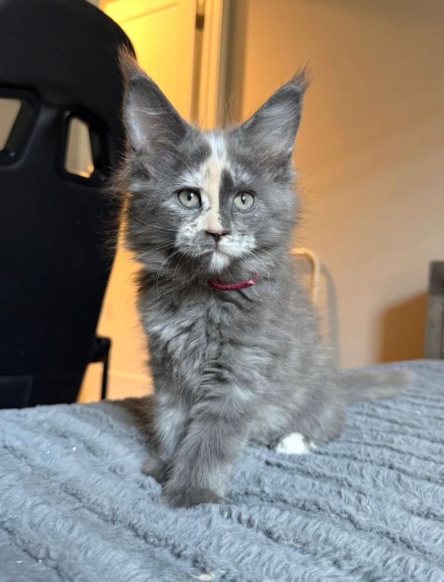 Duke, a blue smoke male Maine Coon kitten with a white blaze