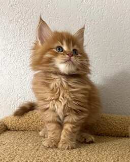 Blaze, a red tabby Maine Coon kitten, sitting upright