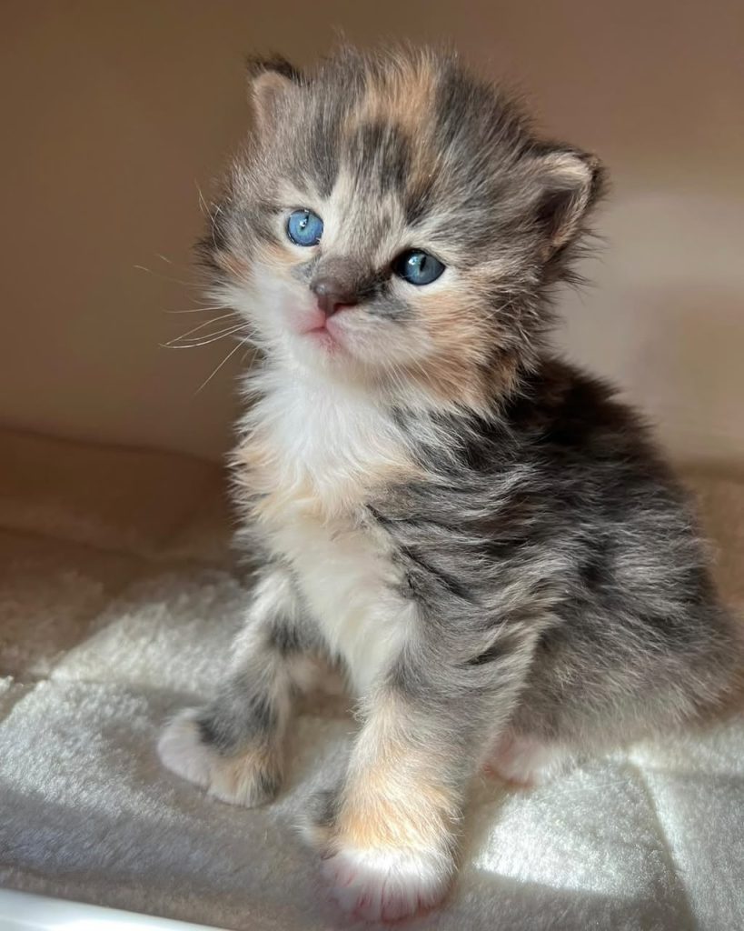 Cleo, blue tortie tabby Maine Coon kitten