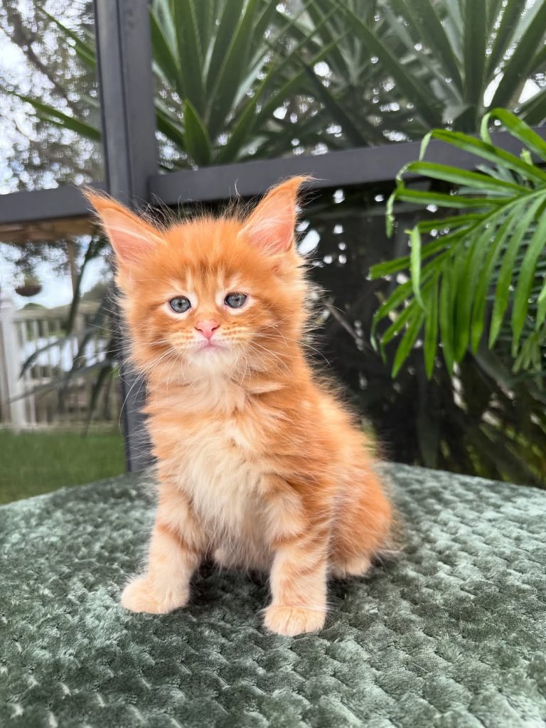 Goldie, red tabby Maine Coon kitten with blue eyes