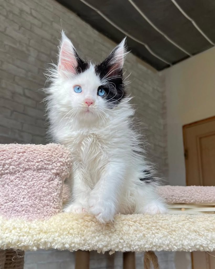 Ivory, black and white bicolour Maine Coon kitten with sapphire blue eyes