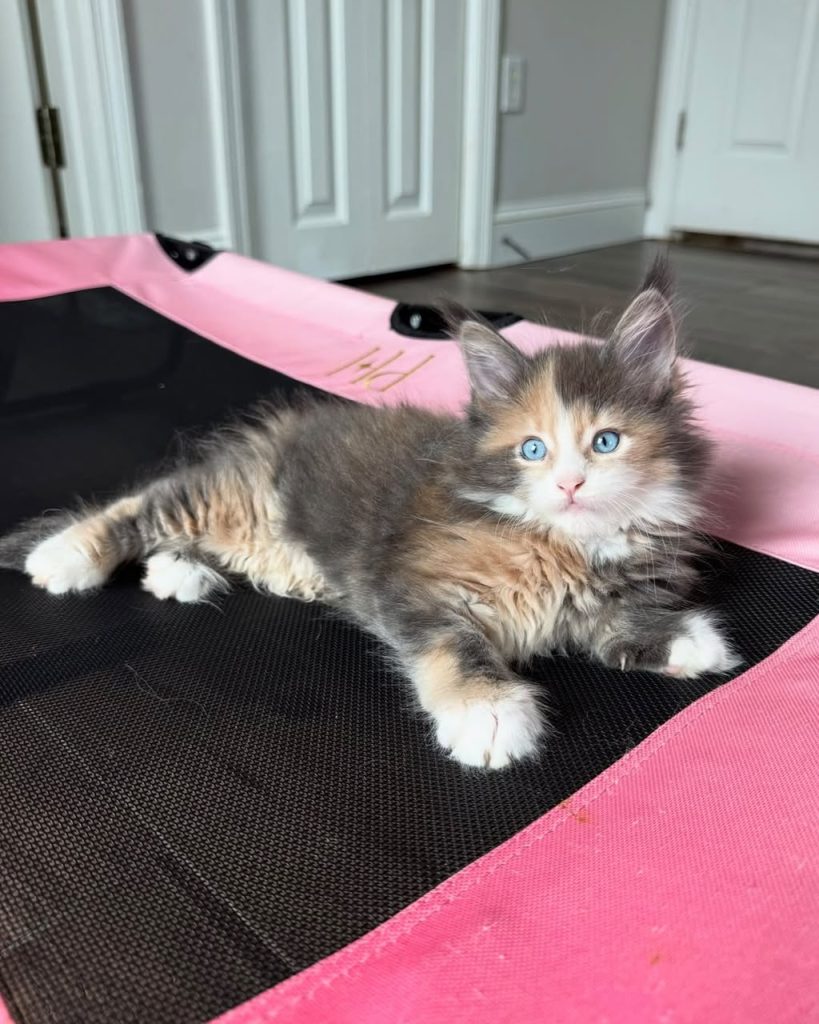 Luna, blue tortie and white Maine Coon kitten with blue eyes