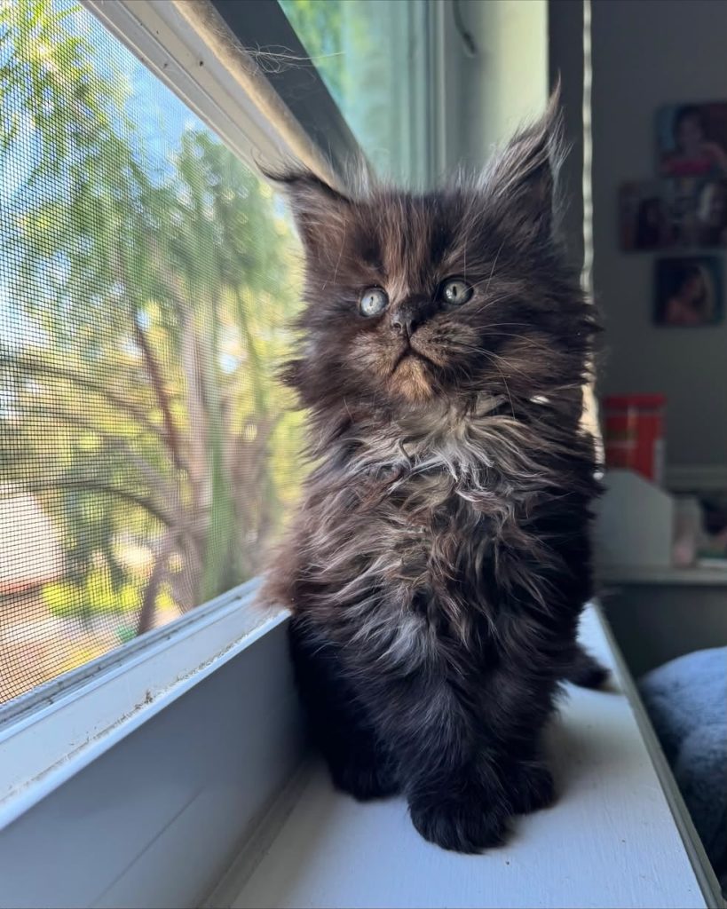 Onyx, black smoke Maine Coon kitten