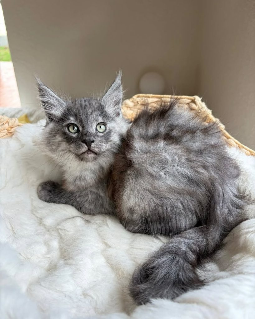 Storm, blue smoke tabby Maine Coon kitten with green eyes