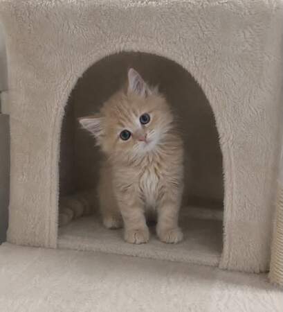Ruby, a cream tabby Maine Coon kitten, peeking out of a cat tree